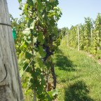 First Request: Emergency Wine