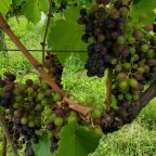 Hitting 10k: Some Rambling Thoughts on the Journey Through Virginia Wine