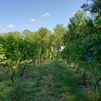2019 Vineyard Tour and Update at Arterra