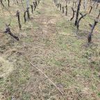 The Art and Science of Pruning: A Morning with Mount Alto