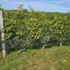 Mount Alto Releases a New Vintage of Tributary