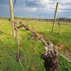 The April 21 Gut Punch: An Overnight Freeze and What It Means for Virginia Wine